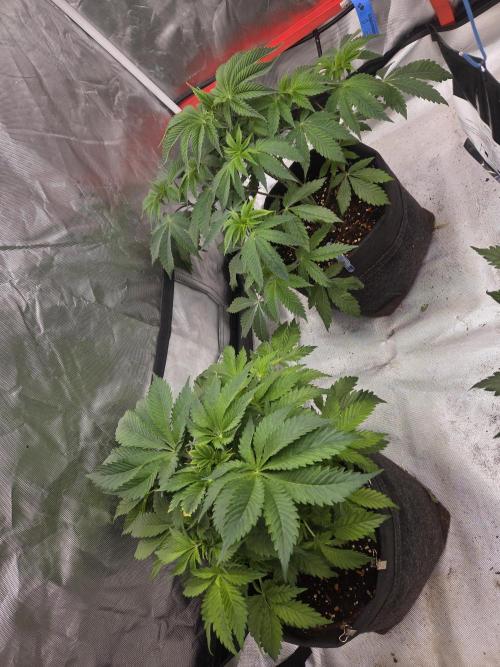 Zooapy. Week 7