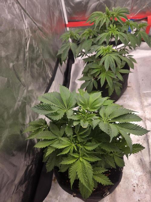 Zooapy. Week 7