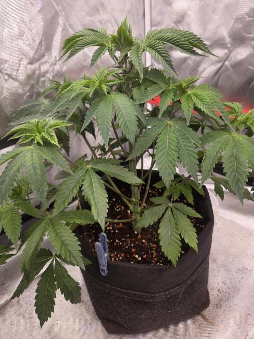 Zooapy. Week 7