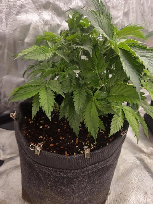 Zooapy. Week 7