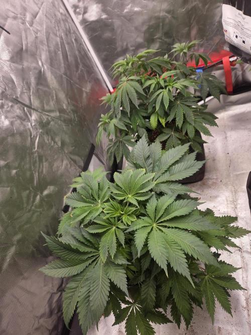 Zooapy. Week 8