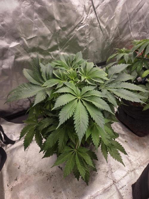 Zooapy. Week 8