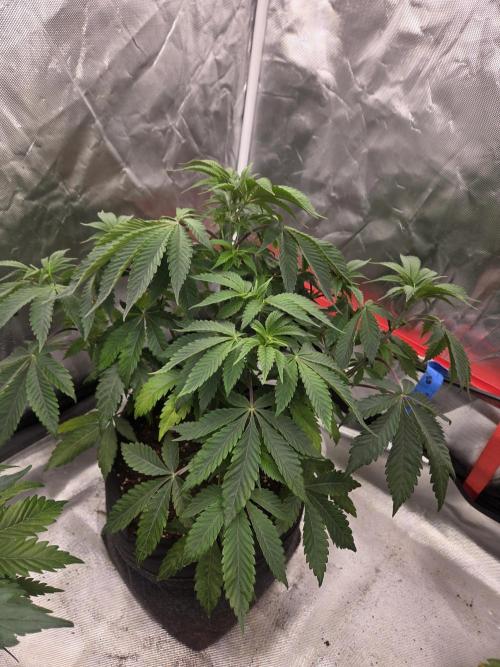 Zooapy. Week 8