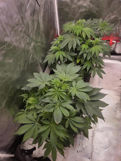 Zooapy. Week 9