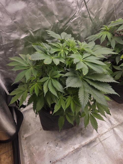 Zooapy. Week 9