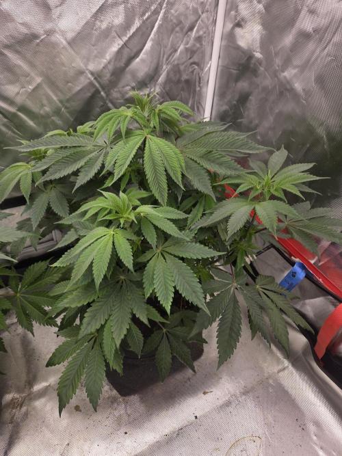 Zooapy. Week 9