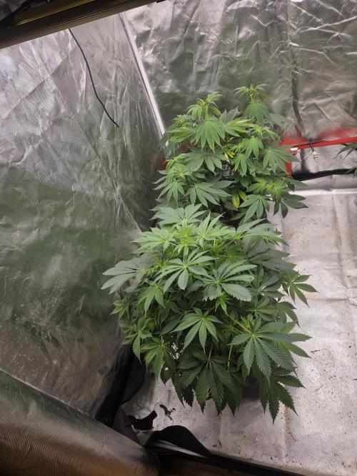 Zooapy. Week 10