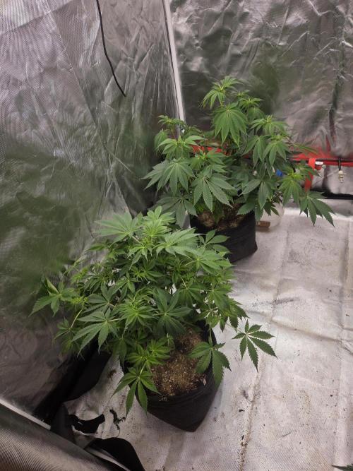 Zooapy. Week 10