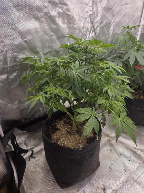 Zooapy. Week 10