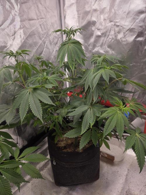 Zooapy. Week 10