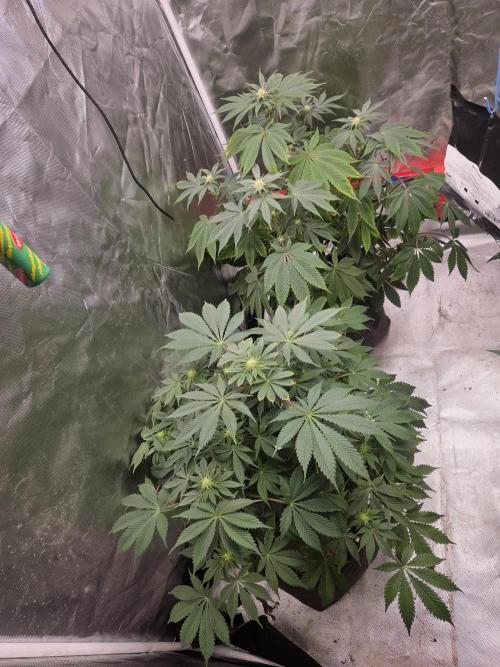 Zooapy. Week 11