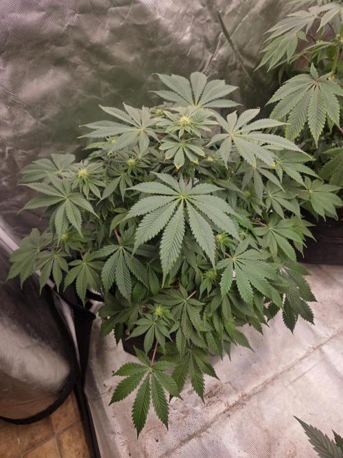 Zooapy. Week 11