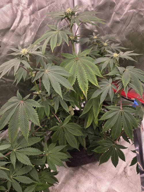 Zooapy. Week 11