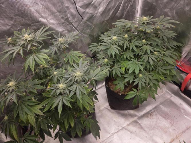 Zooapy. Week 12