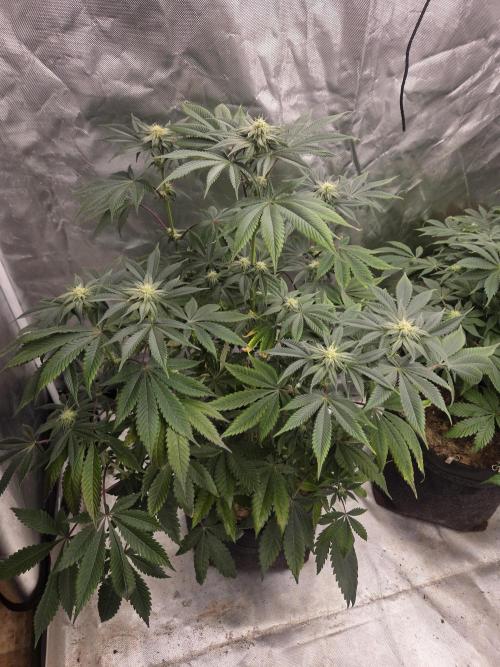 Zooapy. Week 12
