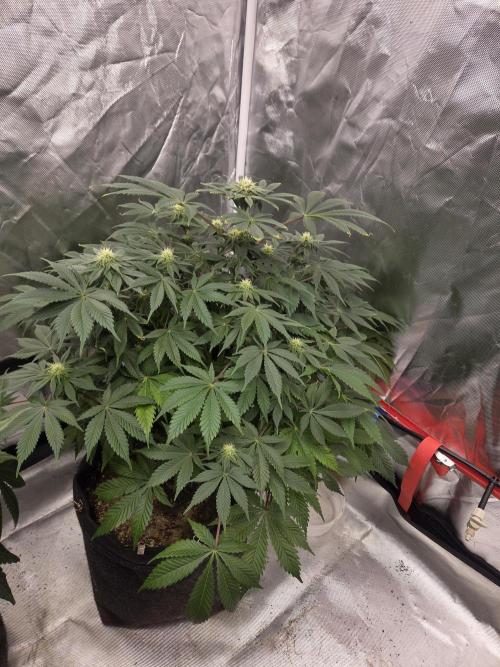 Zooapy. Week 12