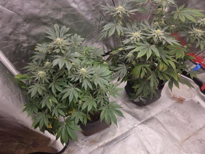Zooapy. Week 13