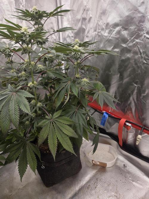 Zooapy. Week 13
