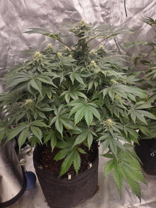 Zooapy. Week 13