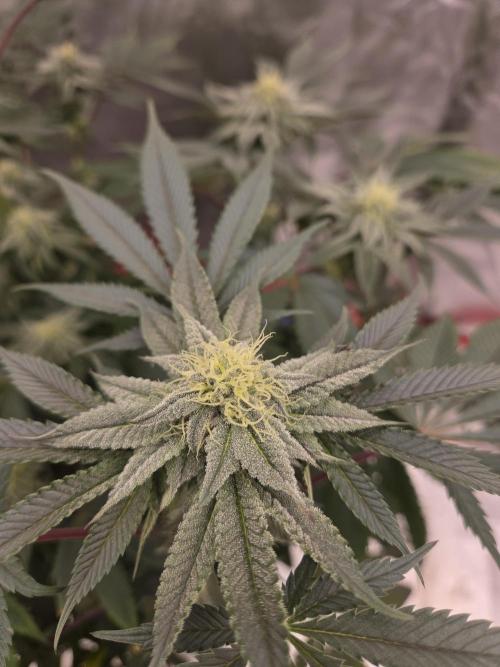 Zoap x Runtz . Week 13