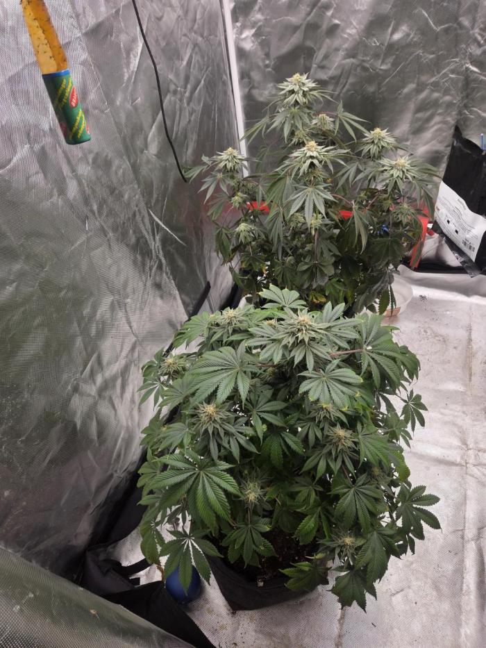 Zooapy. Week 14