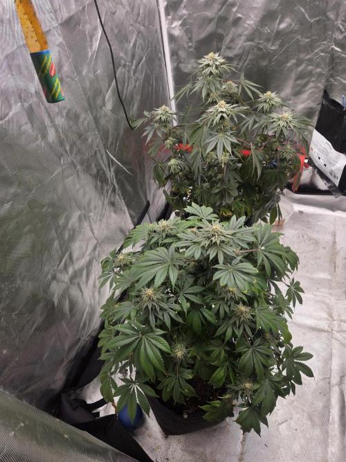 Zoap x Runtz . Week 14