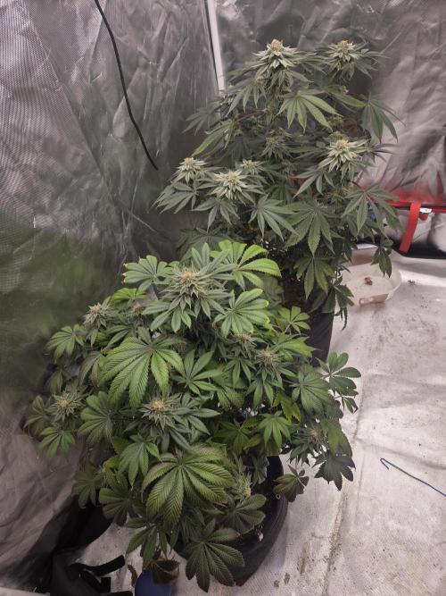 Zooapy. Week 15