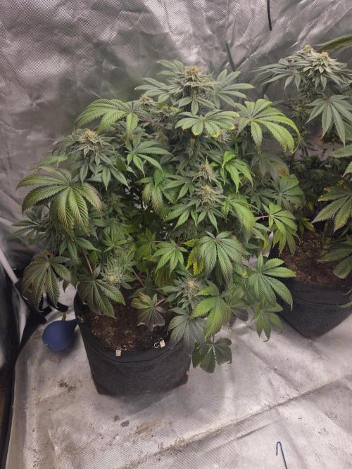 Zooapy. Week 15