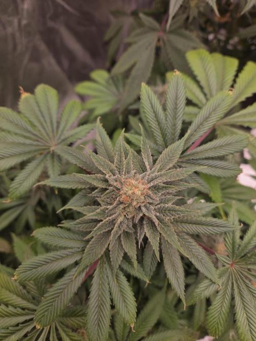 Zooapy. Week 15