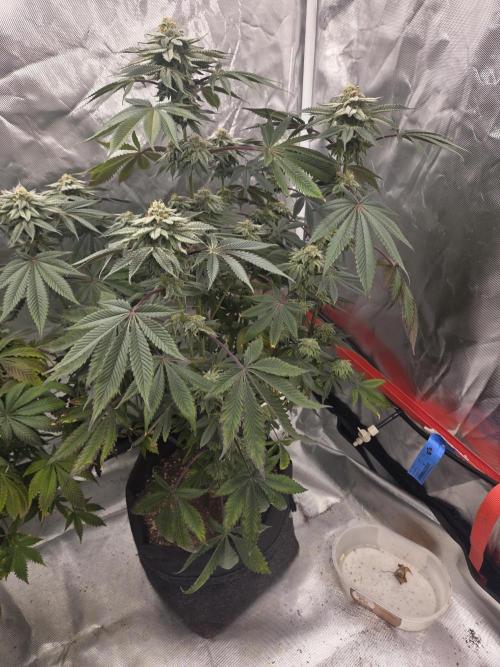 Zooapy. Week 15
