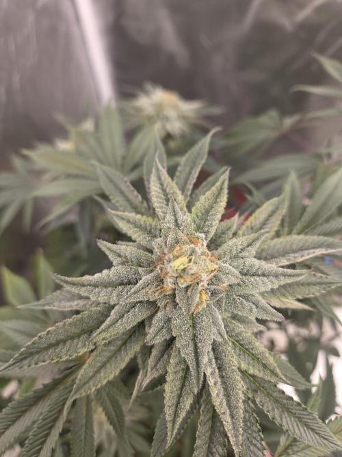Zooapy. Week 15