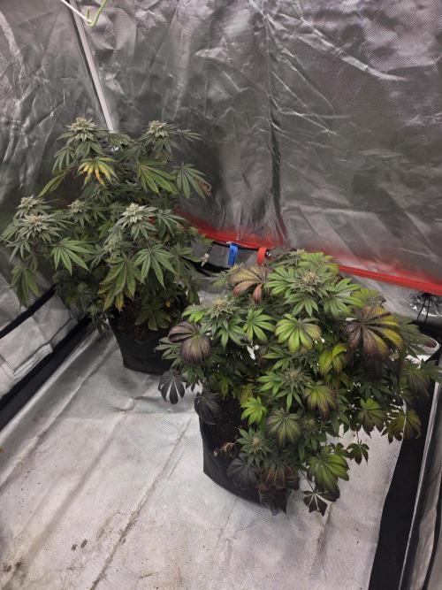 Zooapy. Week 16