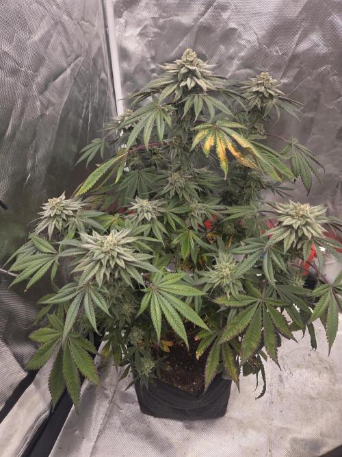 Zooapy. Week 16