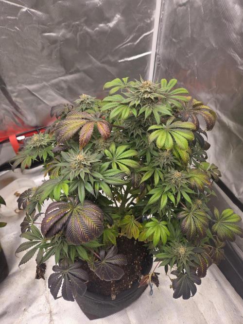 Zooapy. Week 16