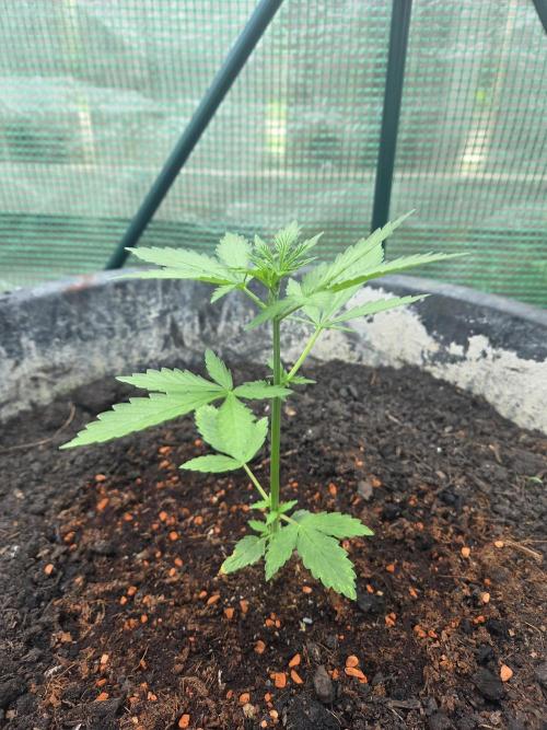 Godfeather (Draußen). Week 3