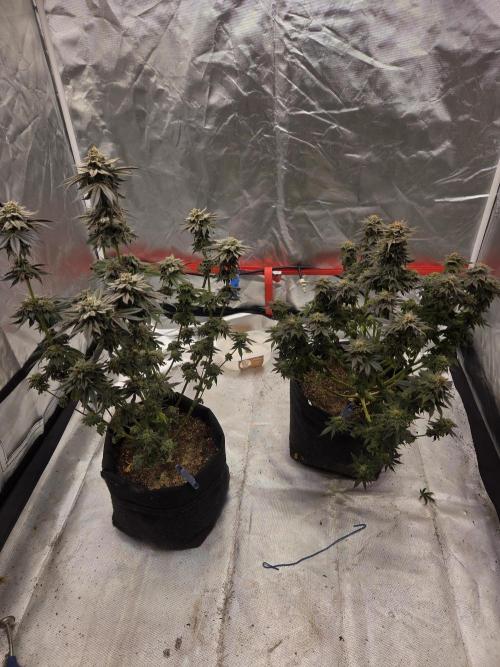Zooapy. Week 17