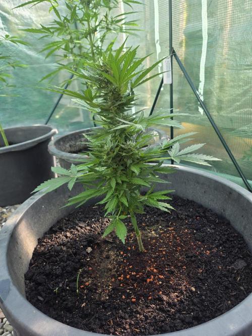 Godfeather (Draußen). Week 7