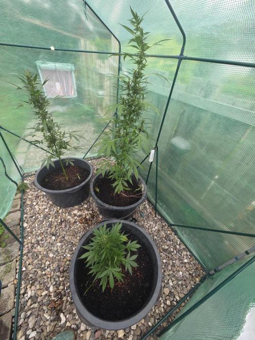 Godfeather (Draußen). Week 8
