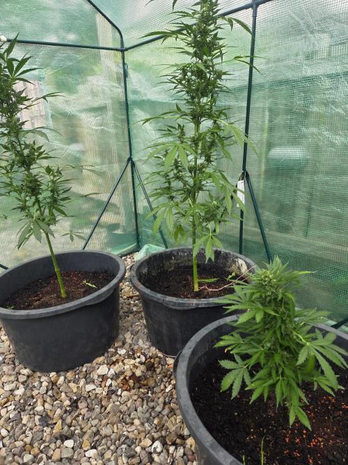 Godfeather (Draußen). Week 8
