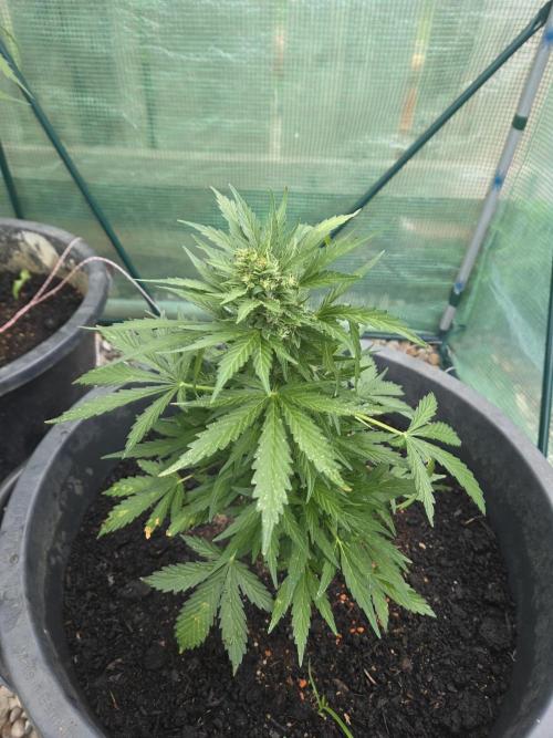 Godfeather (Draußen). Week 8