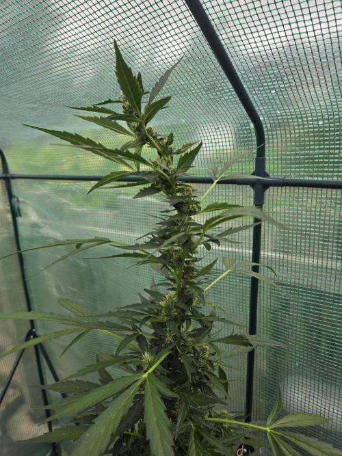 Godfeather (Draußen). Week 8