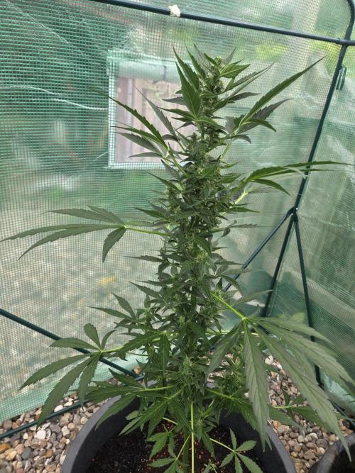 Godfeather (Draußen). Week 8