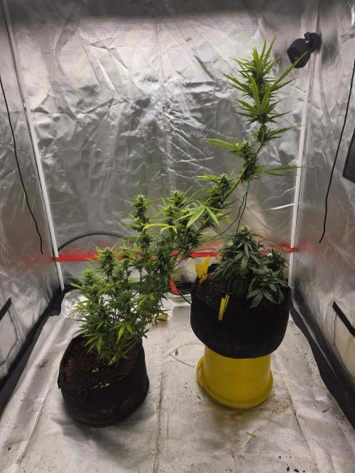 Godfeather (Draußen). Week 8