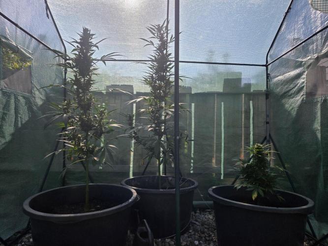 Godfeather (Draußen). Week 9