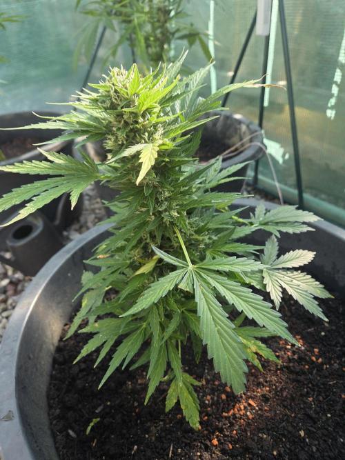 Godfeather (Draußen). Week 9