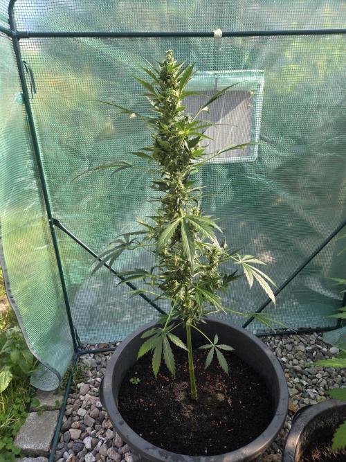 Godfeather (Draußen). Week 9