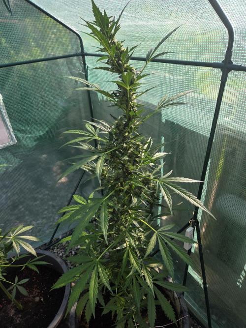 Godfeather (Draußen). Week 9