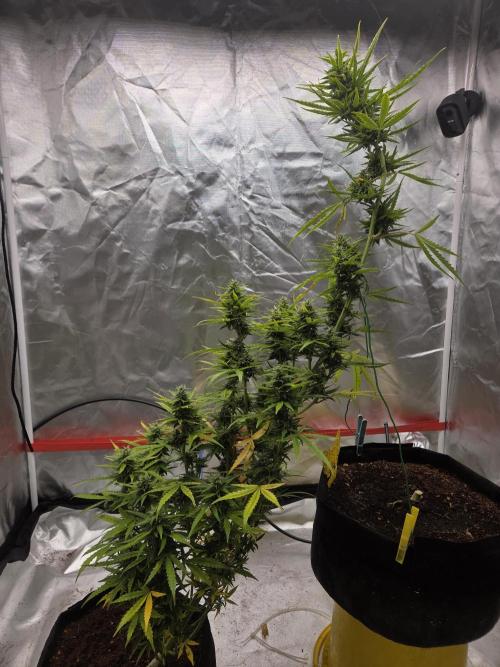 Godfeather (Draußen). Week 9