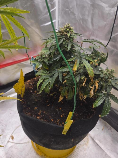 Godfeather OG F1 . Week 9