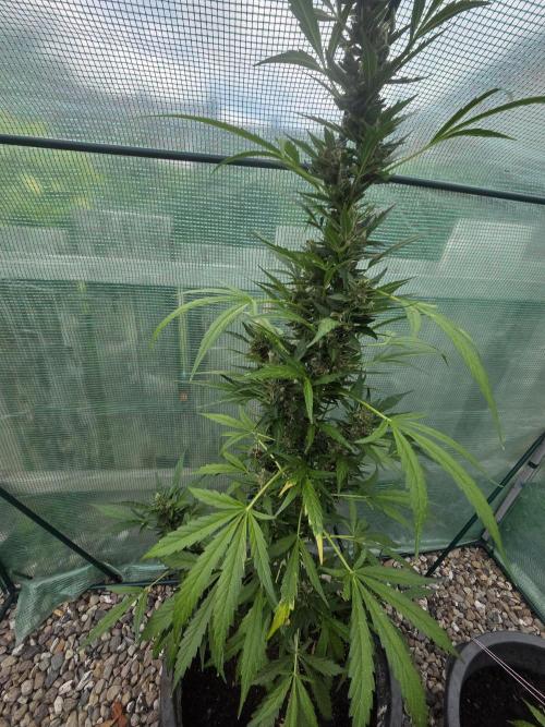 Godfeather (Draußen). Week 12